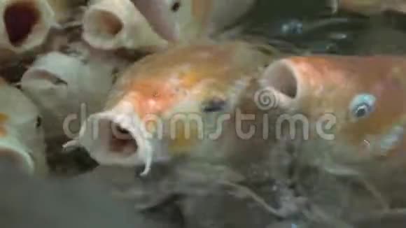 五彩锦鲤鱼在水中婀娜多姿地游动五颜六色的锦鲤鱼在池塘中游动视频的预览图