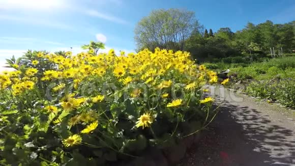 在强烈的阳光下徐徐微风中摇曳着深深的黄色夏花视频的预览图