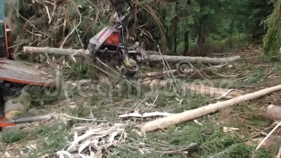 现代伐木机加工树木材收获视频的预览图