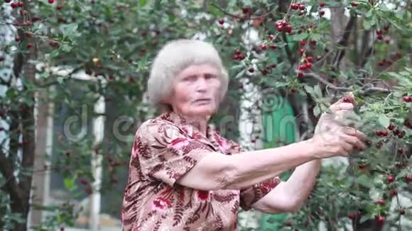 在花园里吃樱桃的养老金领取者视频的预览图