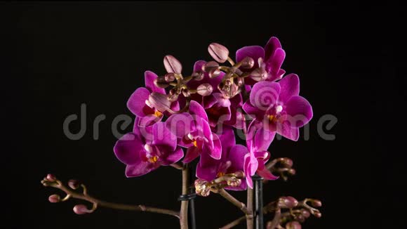 紫兰花在黑色背景下盛开视频的预览图