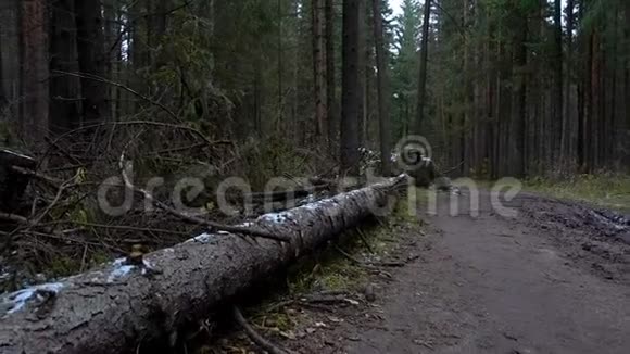 森林中倒下的杉树视频视频的预览图