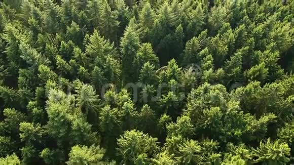 德国森林的空中景色视频的预览图