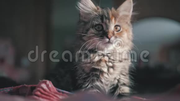 可爱漂亮的小猫在家好奇的灰色小猫小宠物视频的预览图