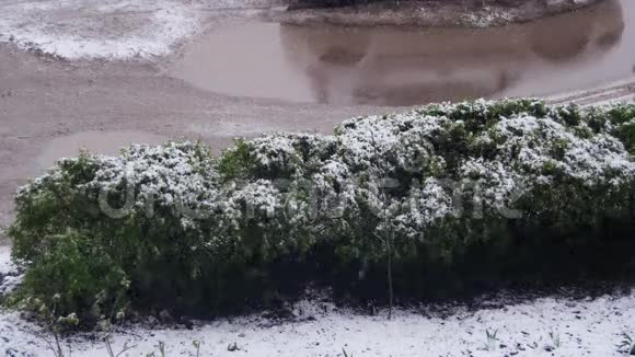 异常天气四月的春天雪没有绿丛视频的预览图