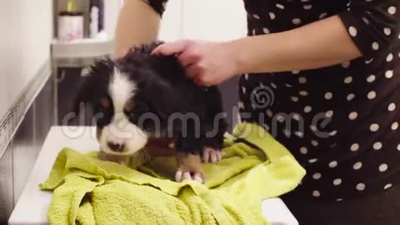年轻女子用毛巾擦拭小狗视频的预览图