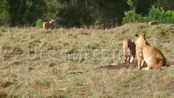 狮子与幼崽在非洲热带草原玩耍视频的预览图