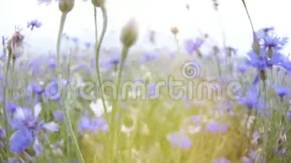 镜头穿过夏田中的草甸花没有人在UHD上关闭4K的慢莫视频的预览图