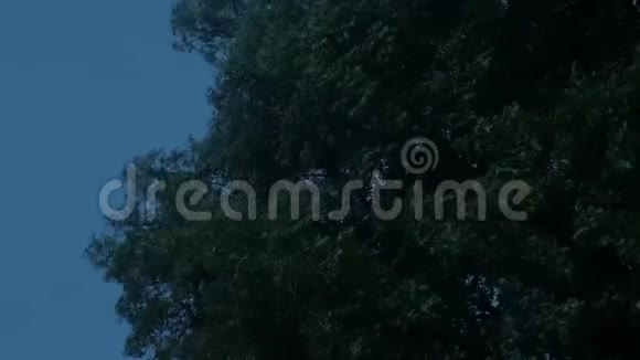 大树在风的夜晚摇动视频的预览图