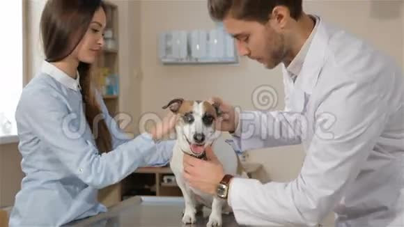 男兽医在兽医诊所检查狗视频的预览图