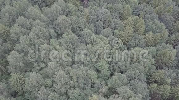 松林树木之上的跨度视频的预览图