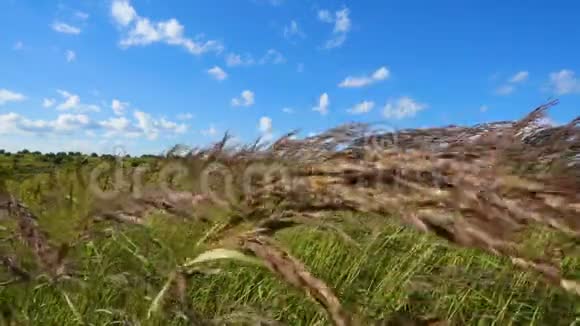 绿草在风中摇曳动作缓慢视频的预览图