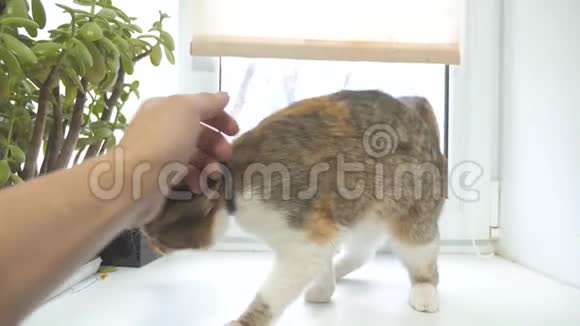 人手抚摸三色猫慢动作视频生活方式三色猫宠物概念视频的预览图