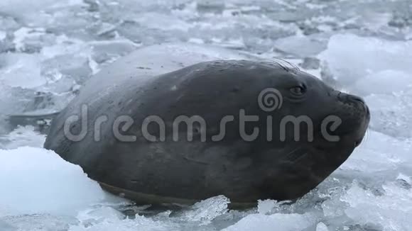 海豹的头在水和冰块中特写安德列夫视频的预览图