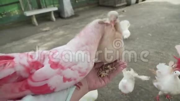 彩色羽毛的白色装饰鸽子手中的食物争夺录像视频的预览图