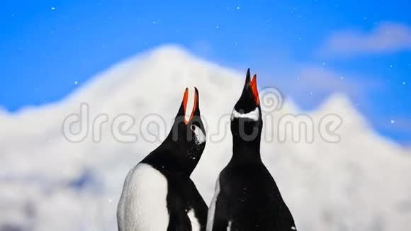 南极野生动物两只企鹅唱歌视频的预览图