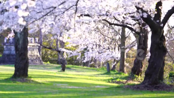 日本樱花视频的预览图