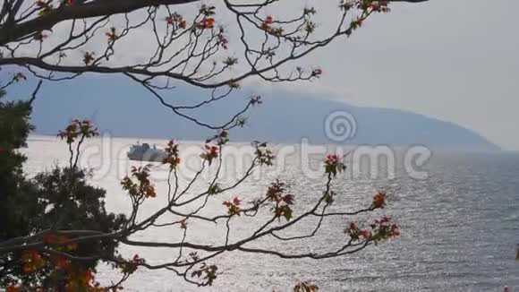 以海洋为背景的树木长出新叶Vlor阿尔巴尼亚视频的预览图