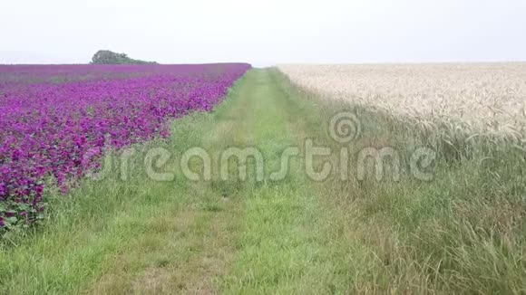 紫色花田间的小径视频的预览图