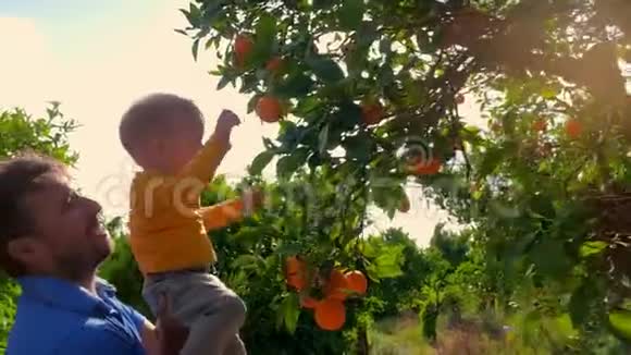 橙色花园里的年轻父子爸爸和儿子在水果园视频的预览图