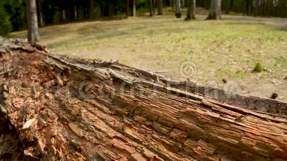 数百只蚂蚁在一根粗糙的木头周围奔跑视频的预览图