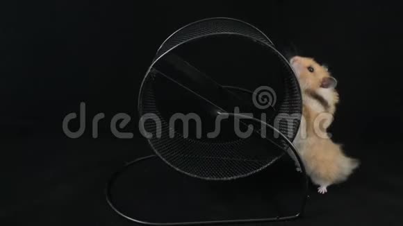 在轮子上的仓鼠在黑色的背景上视频的预览图