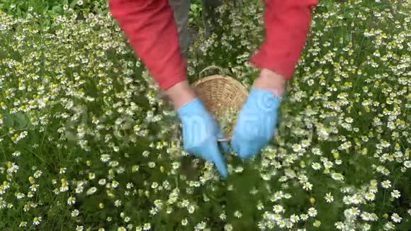 农民用蓝色防护手套采摘医用洋甘菊视频的预览图