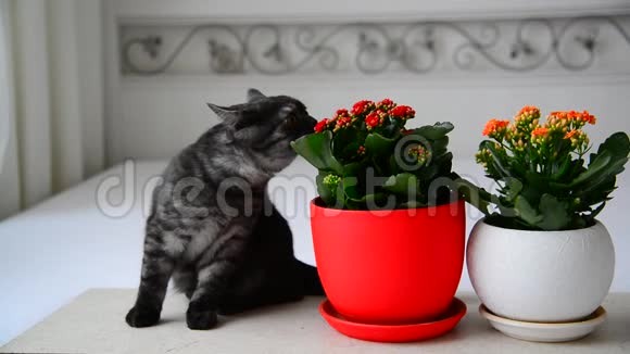 灰色的小猫嗅着盆栽的花视频的预览图