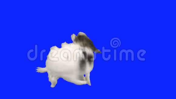 帕皮龙狗用它的后腿在蓝色的hromakey股票录像上跳舞视频的预览图