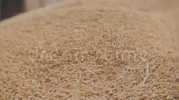 农夫手里拿着谷物雄瓜手浇全麦粒手里的小麦丰收了视频的预览图