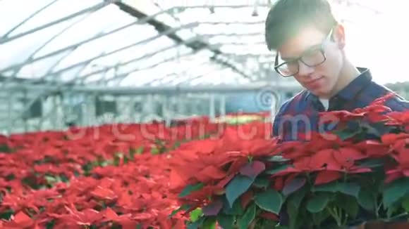快乐的园丁向4K镜头展示红花和微笑视频的预览图