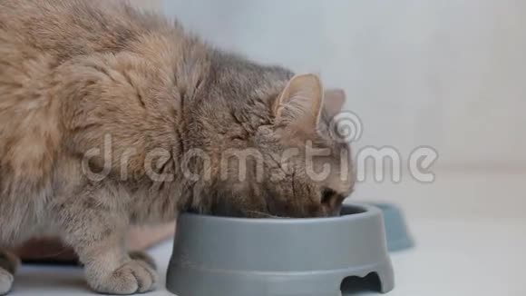 家用灰猫饮用水视频的预览图