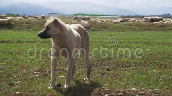 牧羊犬在田间守护牧羊犬慢动作视频的预览图