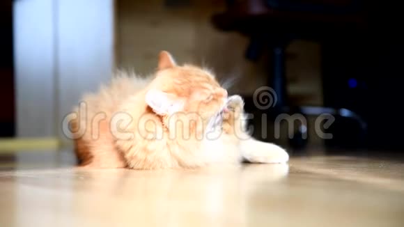 西伯利亚姜猫在房间里打扫自己视频的预览图