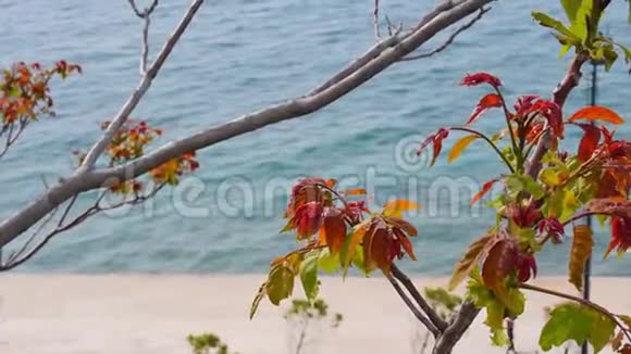以海洋为背景的树木长出新叶Vlor阿尔巴尼亚视频的预览图