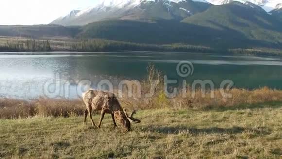 春天一只麋鹿在湖边散步视频的预览图