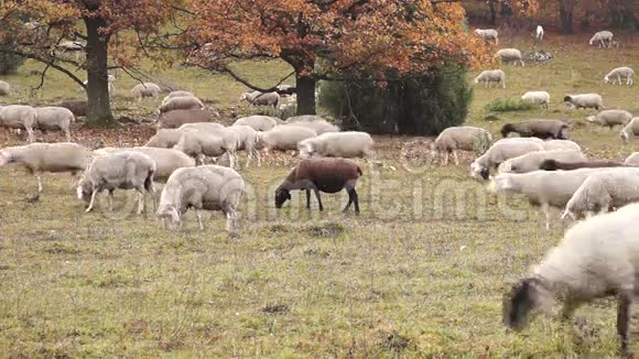 放牧的绵羊和山羊视频的预览图