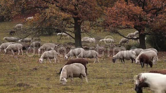 放牧的绵羊和山羊视频的预览图
