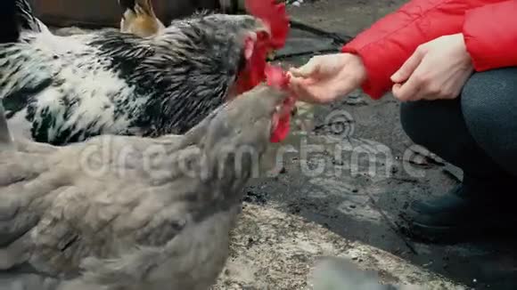 从女人手里喂鸡视频的预览图