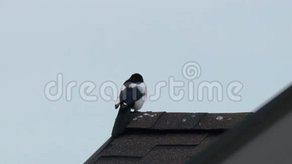 喜鹊清理屋顶上的羽毛视频的预览图