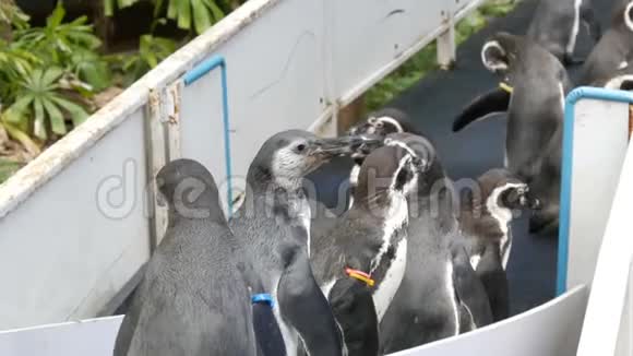 有趣的企鹅沿着走廊来到泰国高河动物园的围场视频的预览图