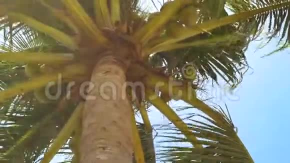 蓝天背景上有椰子的棕榈树热带海岸的夏季景观椰子棕榈树视频的预览图