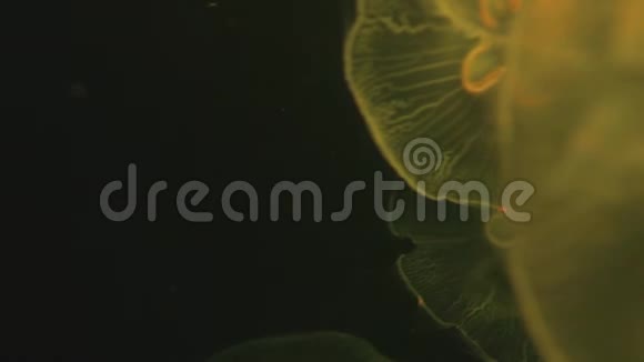 水母在海里游泳视频的预览图