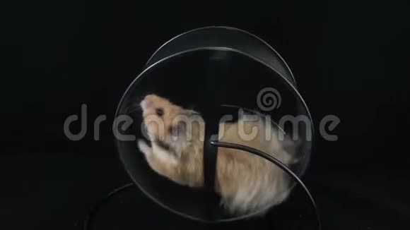 在轮子上的仓鼠在黑色的背景上视频的预览图