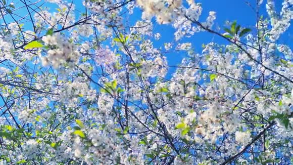 春天开花的樱桃视频的预览图