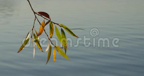 树枝上有五颜六色的秋叶笼罩着宁静的湖水视频的预览图