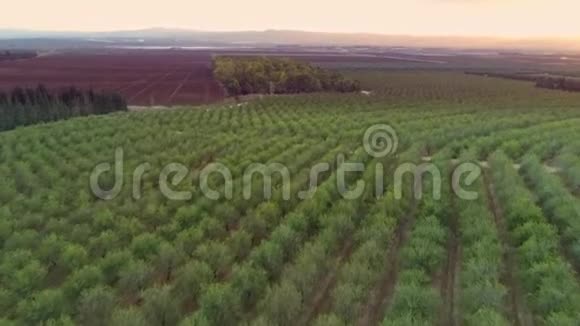 以色列杰兹雷尔谷日落时飞越植物领域视频的预览图
