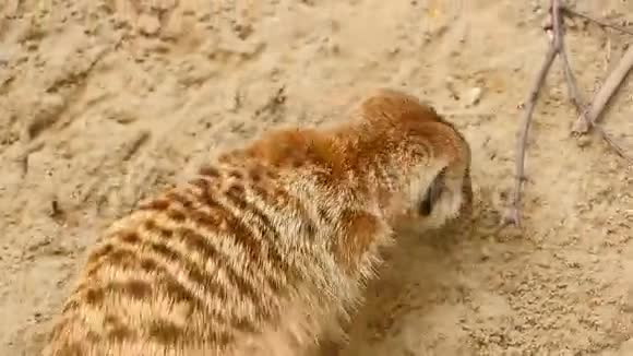猫鼬在沙滩上挖洞视频的预览图