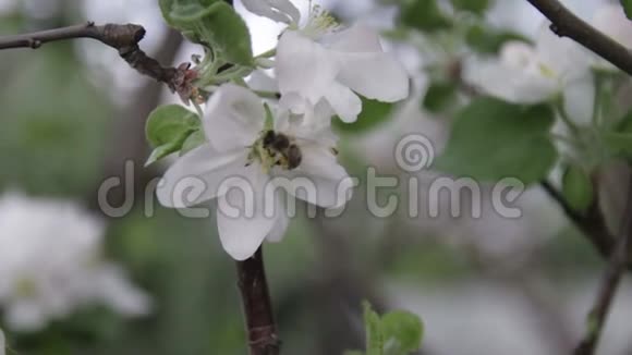 蜜蜂坐在一株开着苹果树的灌木上给它授粉视频的预览图