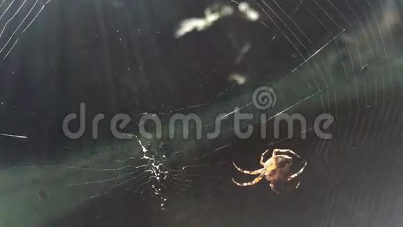 蜘蛛在它的网络中工作视频的预览图